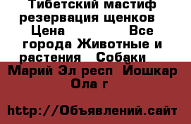 Тибетский мастиф резервация щенков › Цена ­ 100 000 - Все города Животные и растения » Собаки   . Марий Эл респ.,Йошкар-Ола г.